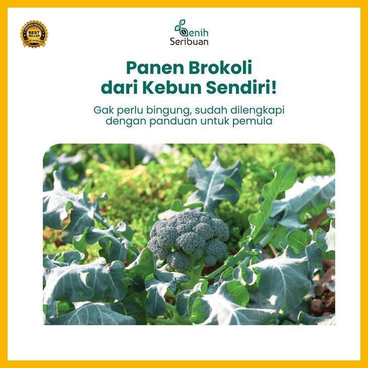 

(Diskon) Benih Brokoli Hijau F1 - Benih Sayuran Seribuan Bestseller