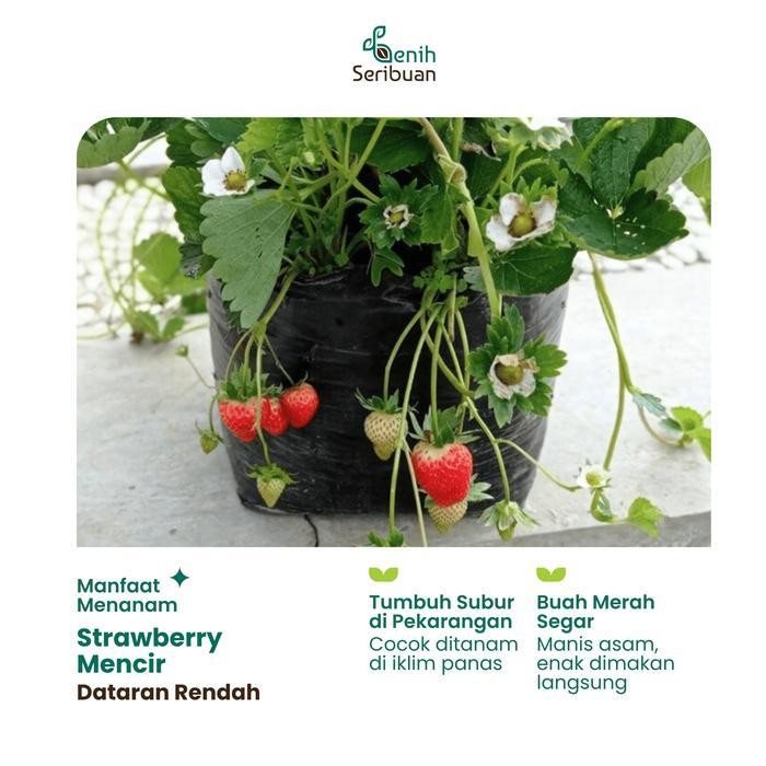 (Best Saller) 10 Benih Strawberry Mencir Dataran Rendah Benih Buah Stroberi Manis Bestseller