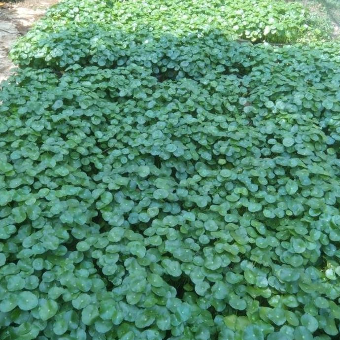 tanaman hias pegagan air