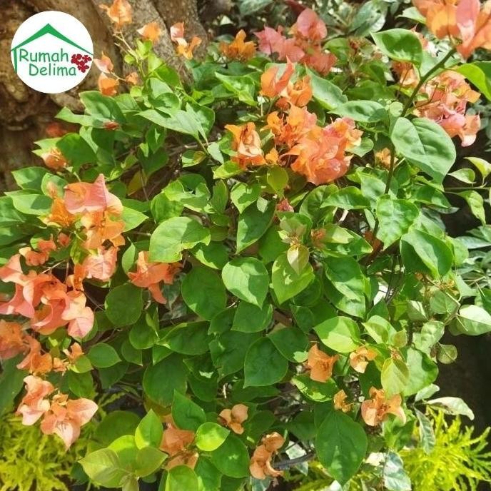 Tanaman Bougenville rimbun/ Bougenville bunga tumpuk pink
