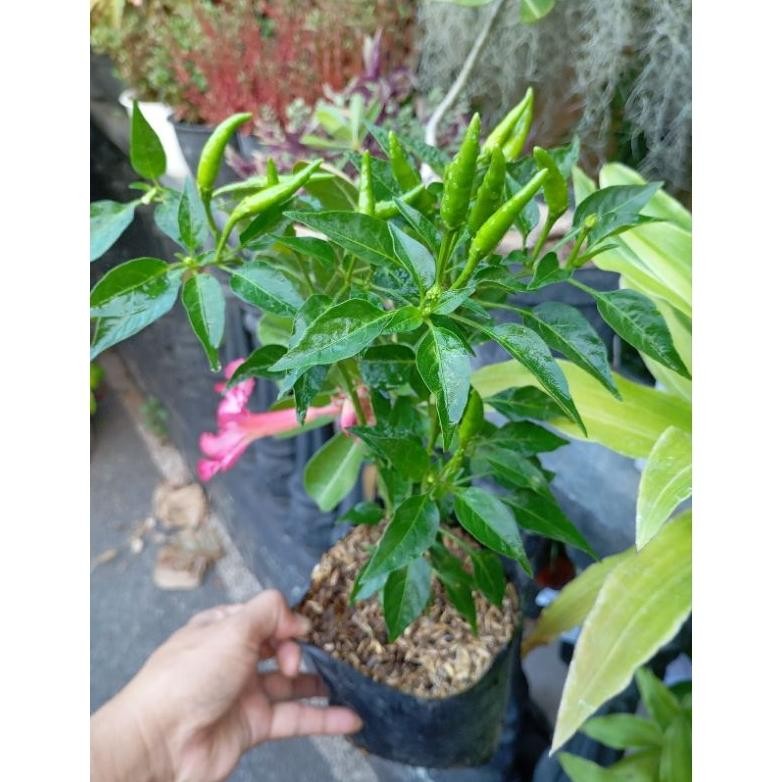 Bibit Cabai Setan. Cabe Ungu/ Hitam Sudah Berbuah.