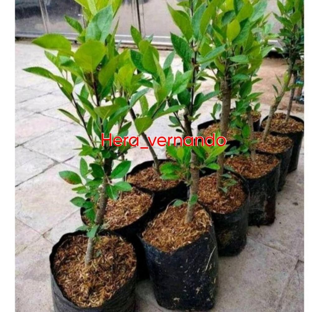 Bibit Apel Fuji Batang Besar Spesial