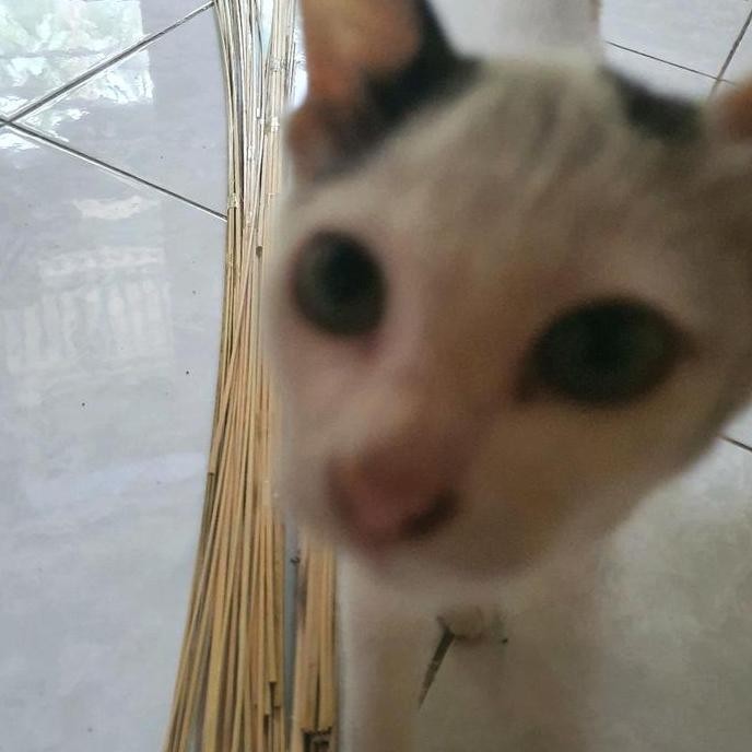 (Best) [ Kerangka layangan ] Kerangka  Ram raman 1,5 meter / 150 cm / Arku layangan ram raman Bambu