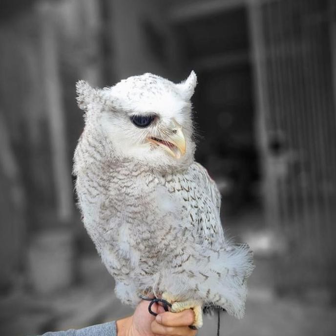BEBAS ONGKIR - burung hantu bubo sumatranus