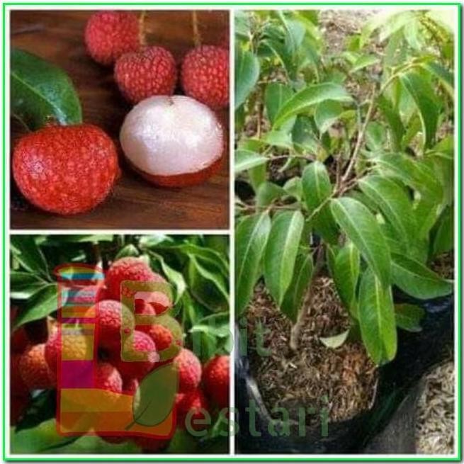 Bibit Leci Merah / Bibit Buah Super manis / Taman Bibit Leci