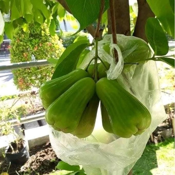 Green Giant PROMO MURAH Bibit Jambu Air Okulasi Cepat Berbuah Manis Renyah Ukuran Besar Cocok Untuk 
