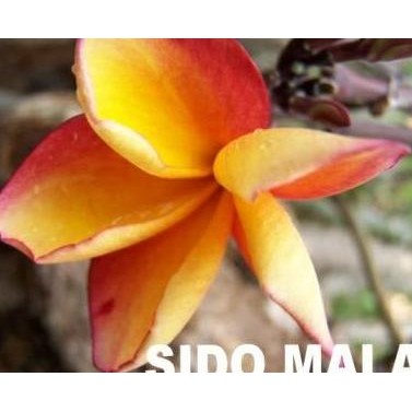 Stek Pohon Kamboja (Plumeria) Bunga Sidomala