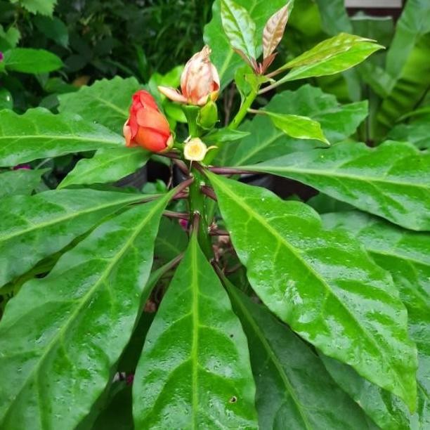 (Good) Daun Tujuh Jarum / Tujuh Bintang 50 Lembar