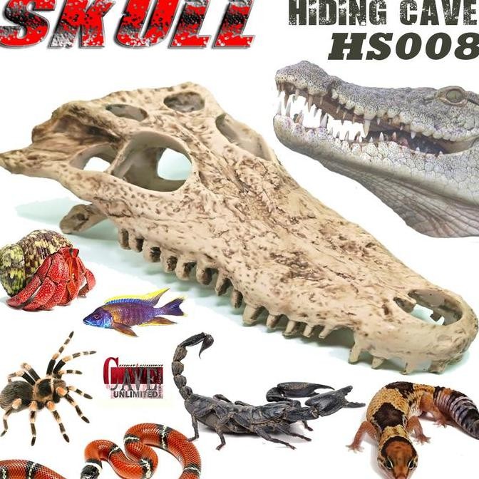 HS008 HIDING SKULL TENGKORAK KERANGKA FOSSIL SKELETON BUAYA CROCODILE ORNAMEN HIASAN AQUASCAPE AKUAR