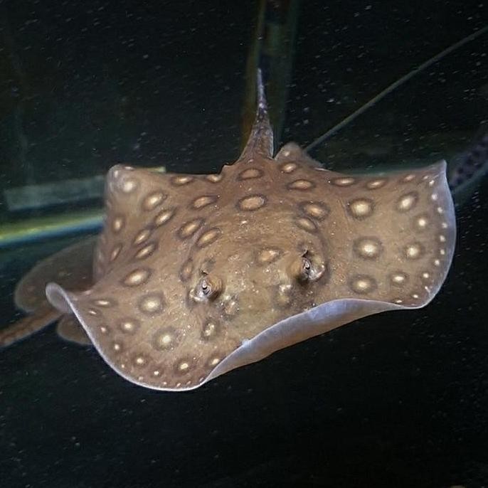 IKAN PARI MOTORO AIR TAWAR HIAS PREDATOR TANKMATE ARWANA STINGRAY ORIGINAL DAN TERPERCAYA