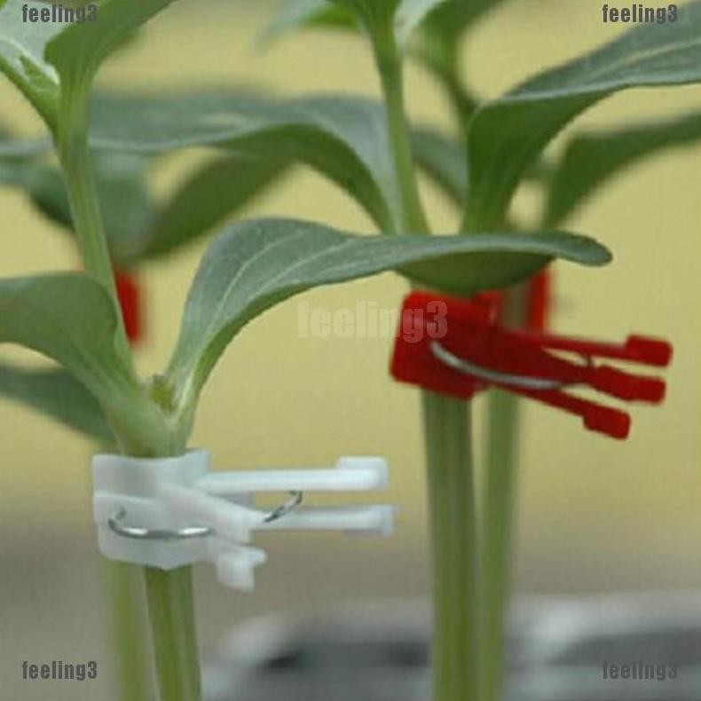 Promo Cod Grafting Clip Penjepit Tanaman Cangkok Tanaman, Penahan Cangkok, Model Jepitan Lingkar ...