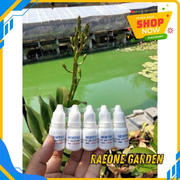 ANGGREK BULAN PUTIH HIDUP SEGAR MONTAN PENUMBUH KEIKI DAN BUNGA ANGGREK PRODUK TERBAIK