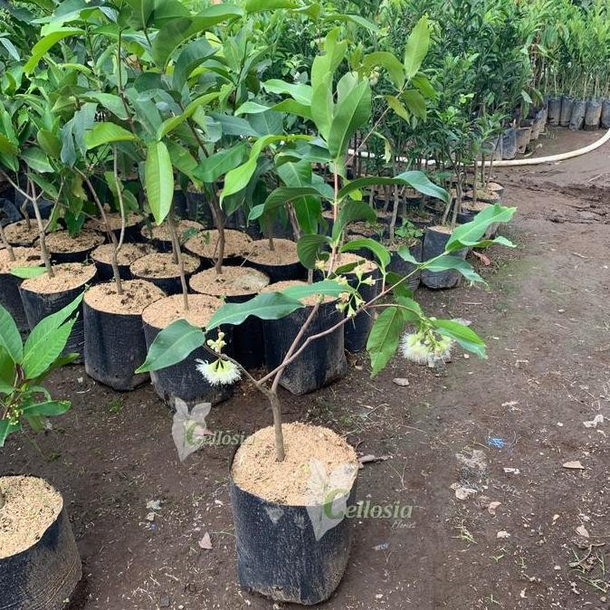 Bibit Tanaman Buah Jambu Air Madu Deli Jumbo (Sudah Berbuah)