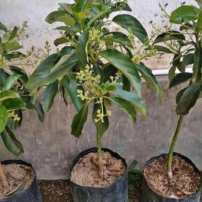 bibit tanaman buah alpukat miki ,markus,1 meter unggul berkualitas