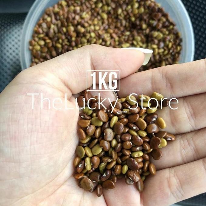 Benih Bibit Tanaman / Biji Kacang Kacangan CC Calopogonium Caeruleum