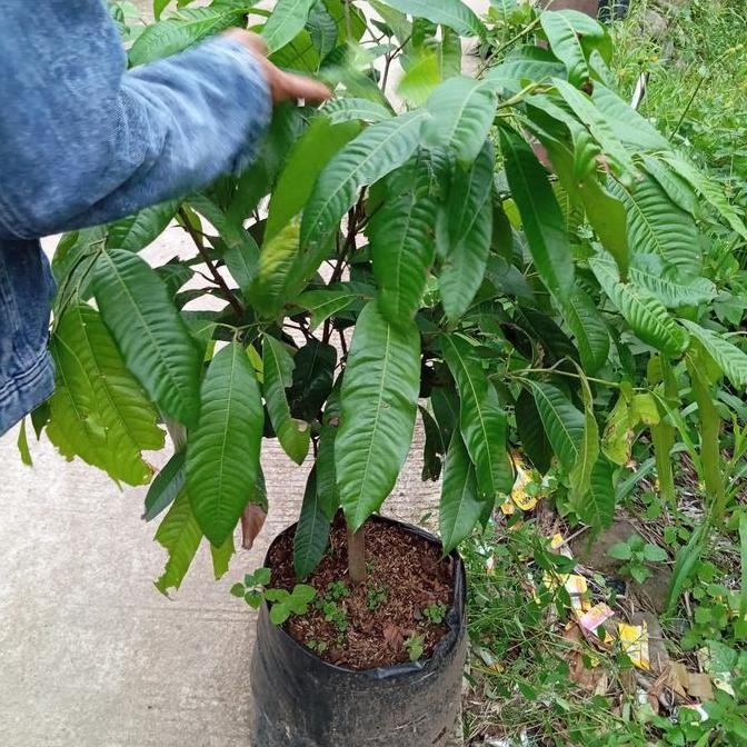 Bibit tanaman pohon buah gandaria /jatake cangkokan