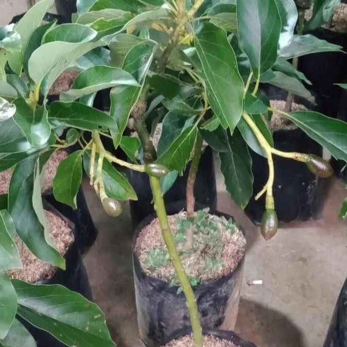 Tanaman Bibit Buah Alpukat Sudah Berbuah Dan Berbunga