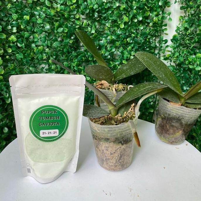 Paket Pupuk gaviota pertumbuhan bibit anggrek untuk memaksimalkan pertumbuhan Tanaman
