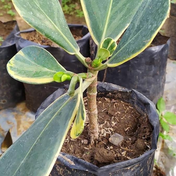 Bibit Tanaman Buah Manggis Putih Varigata