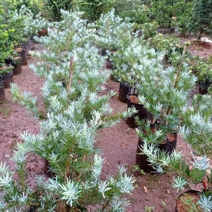 bibit tanaman lohansung blue ice silver - lohansung silver