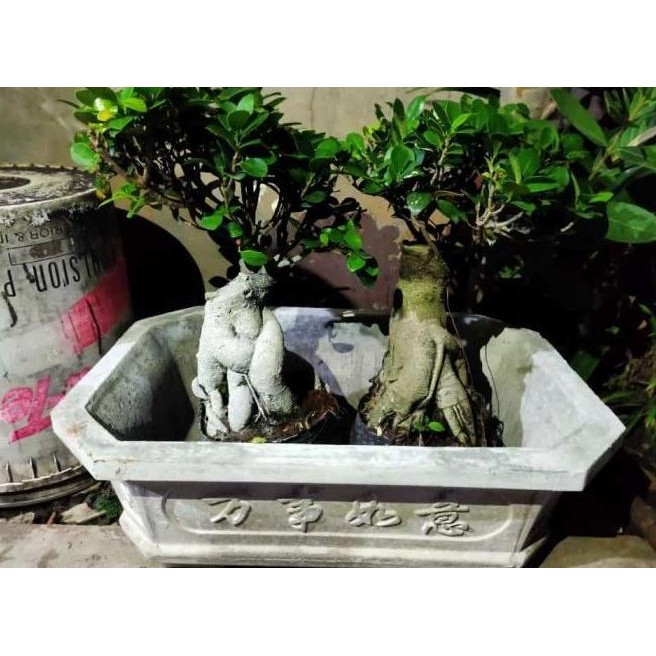 HARGA DI BANTING Terlaris tanaman bibit bonsai hidup/ bonsai ficus