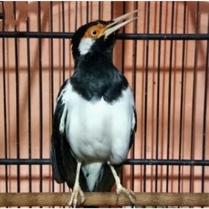 Burung Jalak Suren Jantan Gacor Jalak Uren Betina Gacoran Istimewa Voer Total Rawatan Murah isian ba