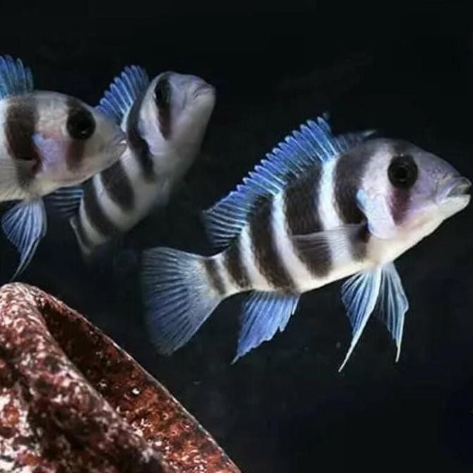 ikan frontosa tanggung