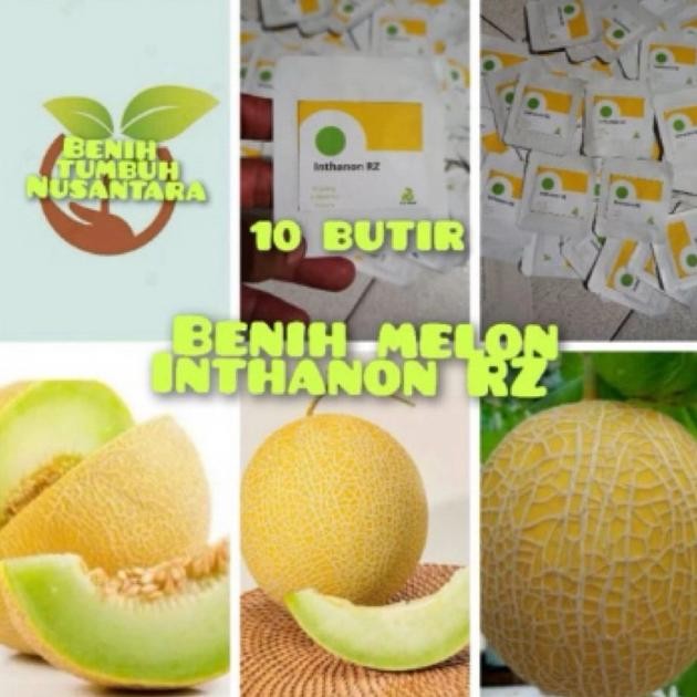 Benih Melon Premium Golden Inthanon
