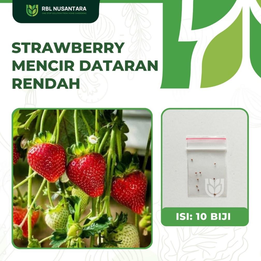 Benih Buah-Buahan: 10 Benih Strawberry Mencir Dataran Rendah Kualitas Unggul