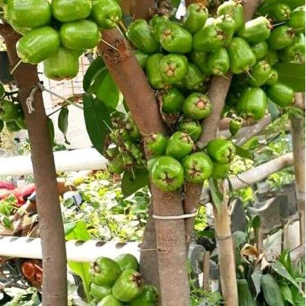 indukan jambu air kiojok hasil cangkok
