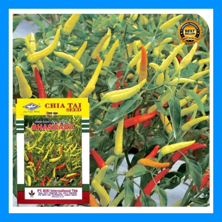 [Cod] - 15 Biji - Benih Cabai Rawit Unggul Bhaskara F1 - Cap Bisi - Bibit Sayuran Benih Sayuran Caba