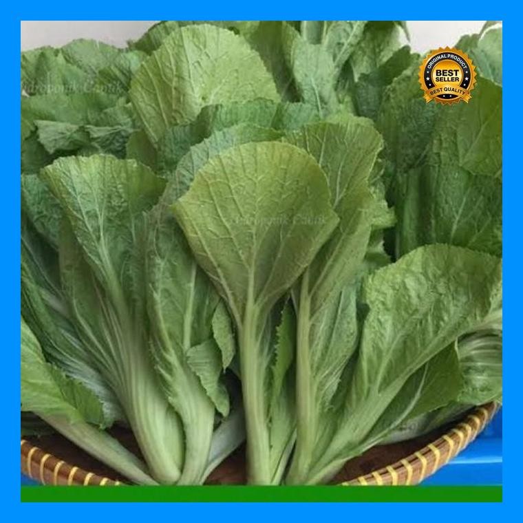 [Cod] - 150 Biji - Benih Sawi Pahit Jumbo Lokal - Bibit Sayuran - Benih Sayuran Seribuan Sawi Hijau