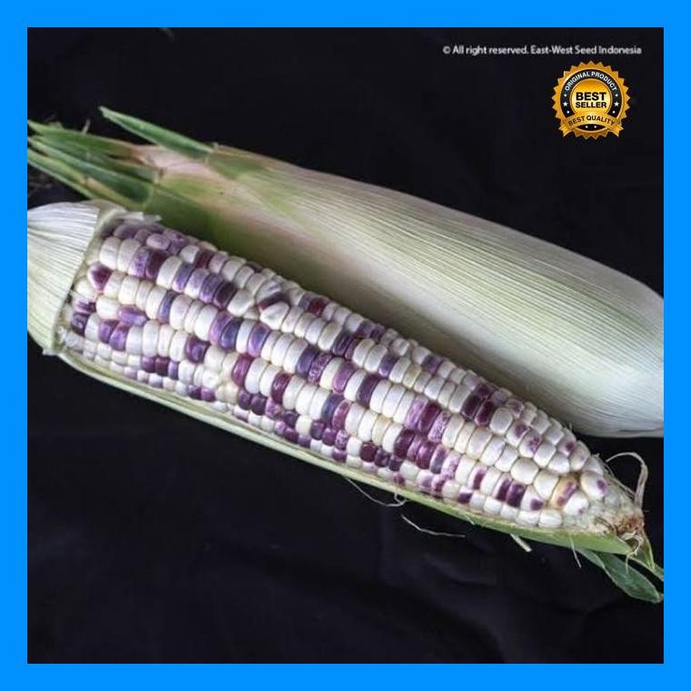 [Cod] - 15 Biji - Benih Jagung Ketan Rasanya F1 - Jagung Belang Jagung Hitam Putih - Jagung Hibrida