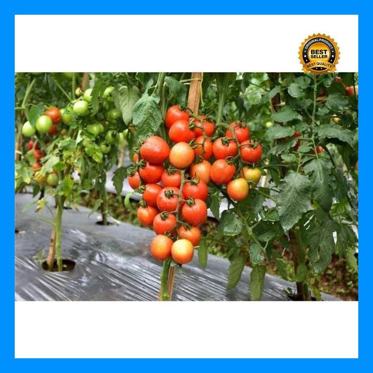 [Cod] - 10 Biji - Benih Tomat Unggulan Gustavi F1 - Tahan Virus - Bibit Sayuran Benih Sayuran - Serv