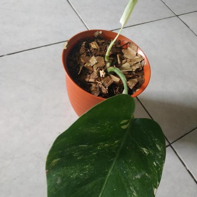 Promo Tanaman hias monstera king/ deliciosa variegata COD