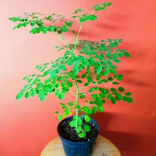 Promo Tanaman Hias Pohon Daun Kelor + Pot Hitam COD