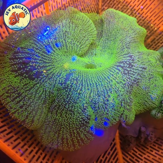 NEW - Anemon Karpet Hijau