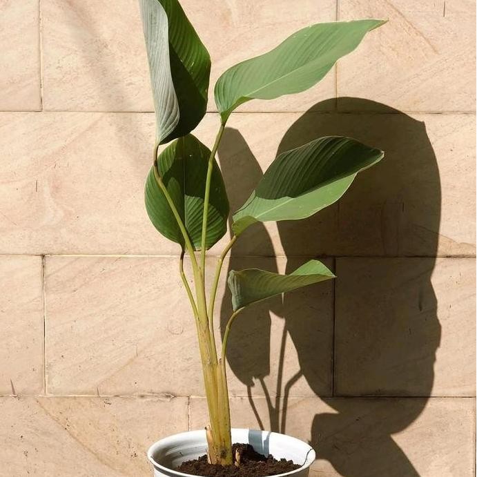 Pohon Artificial Calathea Lutea - Pohon Calathea Pisang Lutea Artificial Terbaik Asli