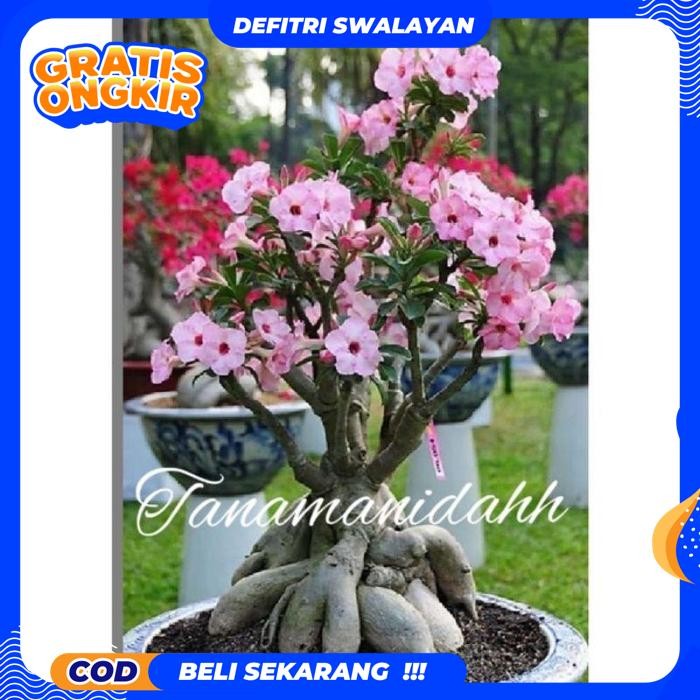 FREE ONGKIR NEWBAHAN BONSAI-ADENIUM KAMBOJA JEPANG BUNGA TUMPUK//BONSAI TUMPUK PRODUK TERBAIK