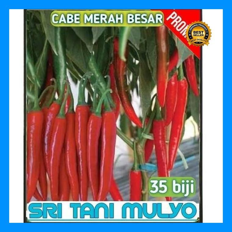 [Cod] - 35 Biji - Benih Cabe Merah Besar Pilar F1 Cap Panah Merah Repack