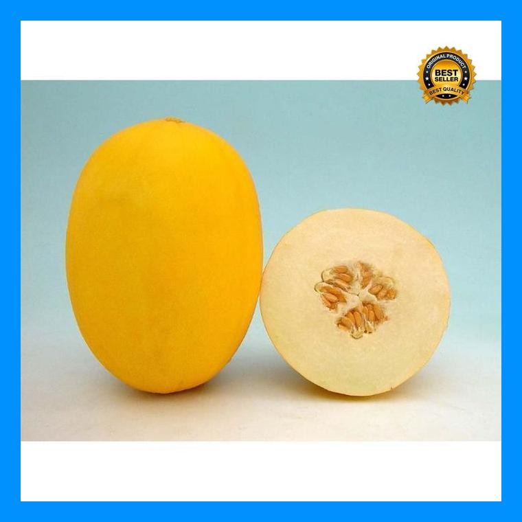 [Cod] - 2 Biji - Benih Buah Melon Kuning Luna F1 Known You Seed - Bibit Tanaman Buah Buahan Melon Go