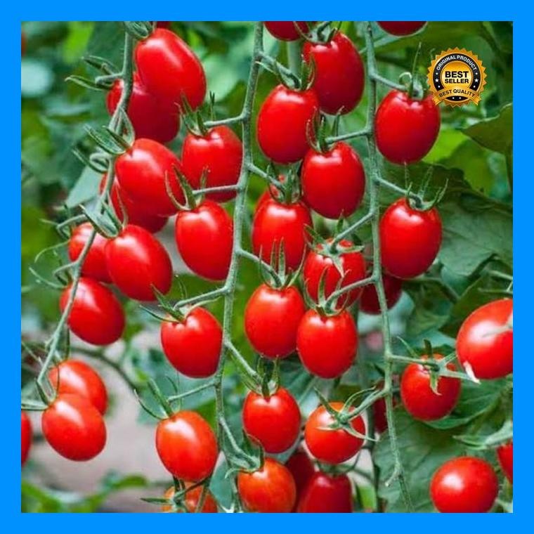 [Cod] - 20 Biji Benih Tomat Chery Merah Tropical Ruby - Bibit Tanaman Sayur Sayuran Tomat Cery Ceri 