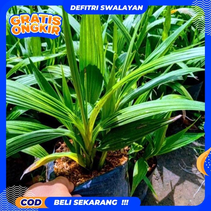 BEST PRODUK TANAMAN HIAS ANGGREK TANAH//UNGU MUDA PRODUK TERBAIK