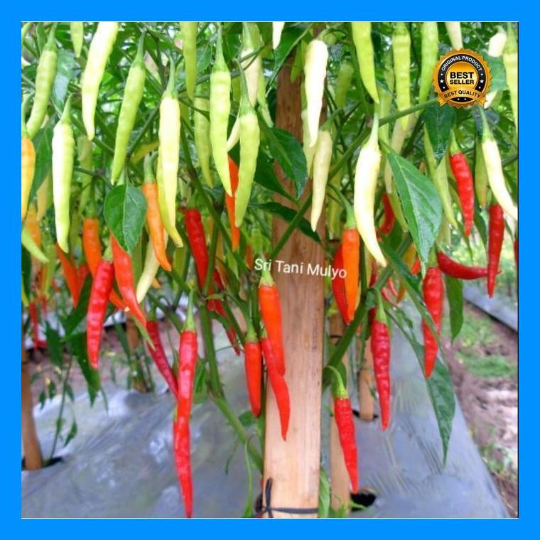 [Cod] - 20 Biji - Benih Cabai Rawit Annum Hibrida Rinta F1 - Bintang Asia