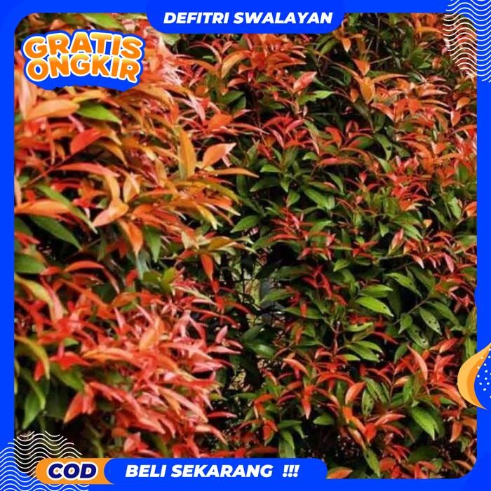 BEBAS ONGKIR TANAMAN HIAS PUCUK MERAH - PUCUK MERAH - TANAMAN HIAS HIDUP - BUNGA HIDUP - BUNGA HIAS 