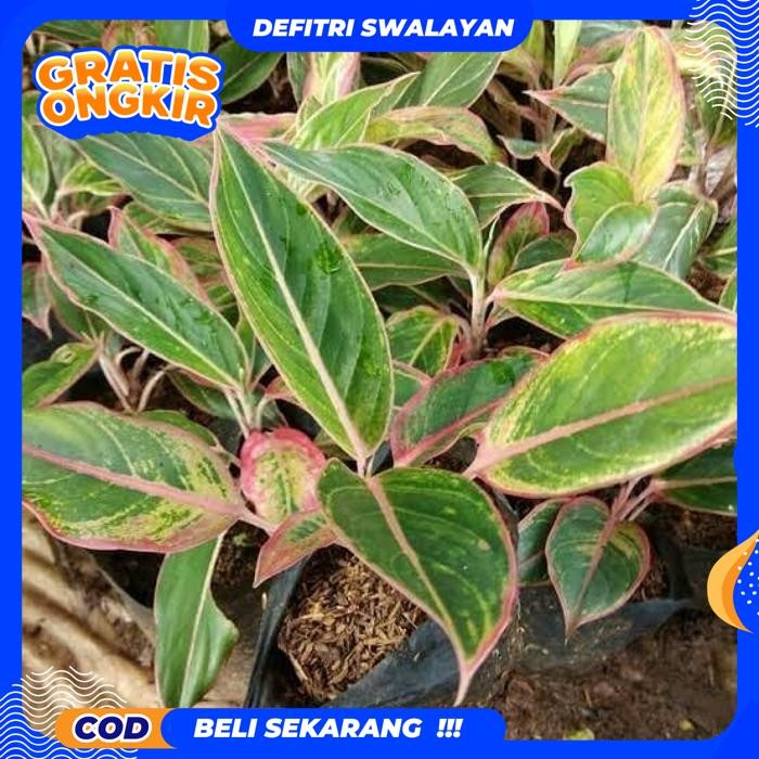 BEST QUALITY TANAMAN HIAS ALGONEMA LIPSTIK PINK LOTUS KW / AGLAONEMA - AGLONEMA LIPSTIK CLASSIC (TAN