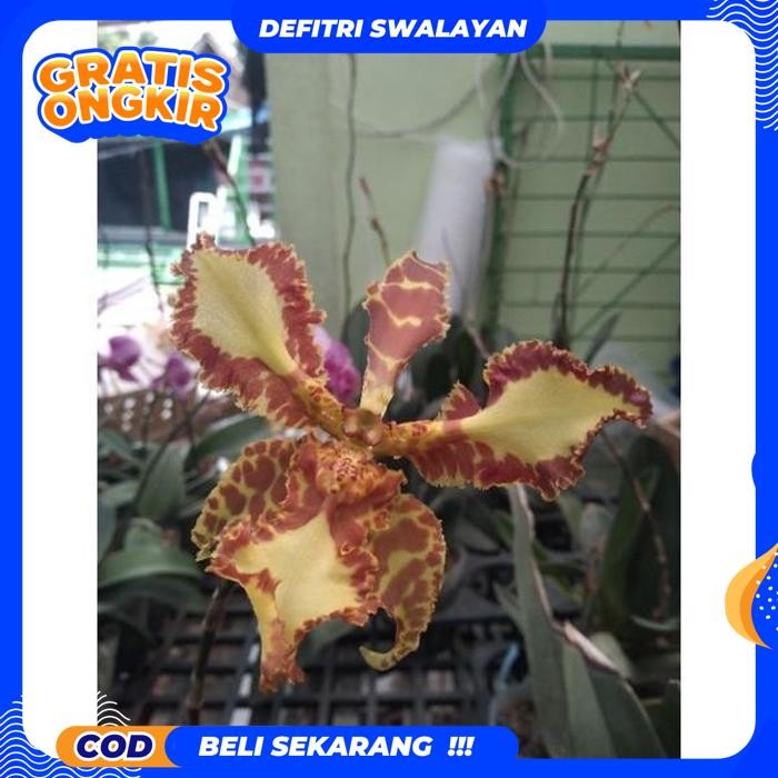 EKSLUSIF ANGGREK ONCIDIUM MARIPOSA DEWASA SIAP BERBUNGA  KUALITAS TERBAIK