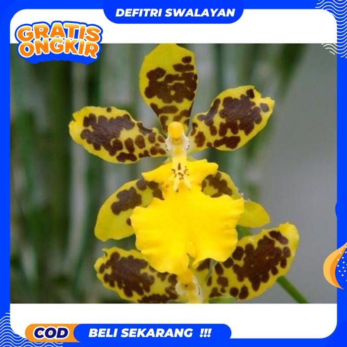 ONGKIR NOL PAKET 4 ANGGREK ONCIDIUM DEWASA SIAP BERBUNGA - BUNGA ANGGREK ONCIDIUM DEWASA PRODUK TERB