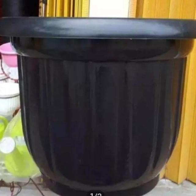 Pot Flamboy ukuran 50 cm / Pot jumbo tanaman gloria ukuran 50 cm