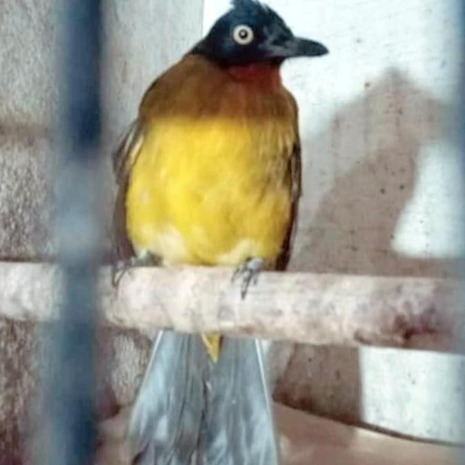 burung kutilang mas jantan bunyi pilihan murah